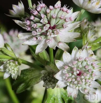 Sterndolde Star of Billion - Astrantia major