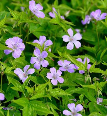 Knotiger Schatten Storchschnabel - Geranium nodosum