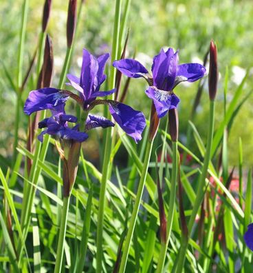 Sibirische Wieseniris Niklas Sea - Iris sibirica