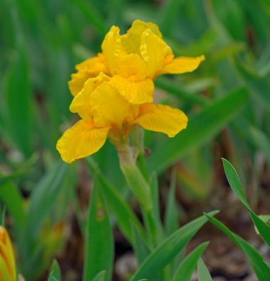 Zwergschwertlilie Orange Caper - Iris barbata nana