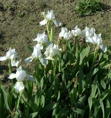 Zwergschwertlilie Lilly White - Iris barbata nana