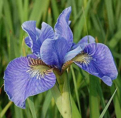 Sibirische Wieseniris Himmel von Komi - Iris sibirica