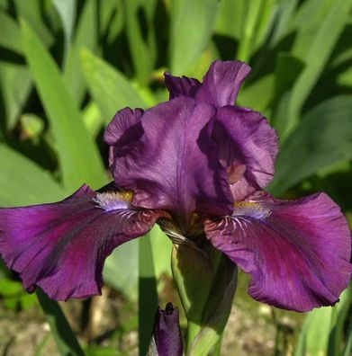 Zwergschwertlilie Pastel Charm - Iris barbata nana