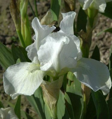 Schwertlilie English Cottage - Iris barbata