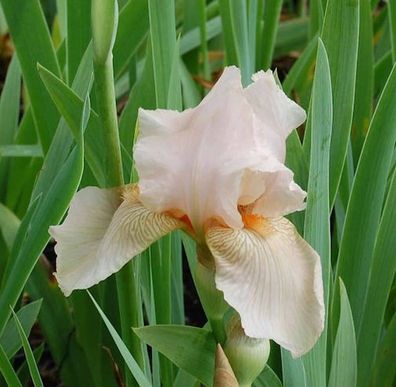 Schwertlilie Constance Wattez - Iris barbata