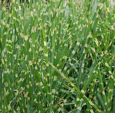 Chinaschilf Zebragras - Miscanthus sinensis