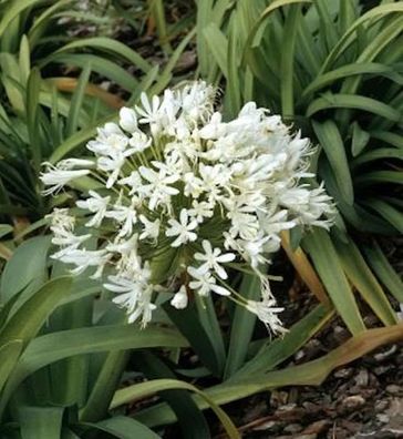 Liebesblume Schmucklilie Polar Ice - Agapanthus africanus