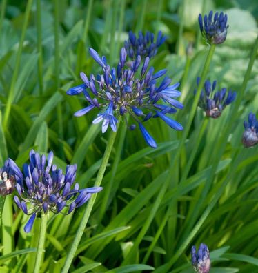 Liebesblume Schmucklilie Back in Black - Agapanthus africanus