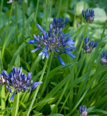 Schmucklilie Navy Blue - Agapanthus africanus
