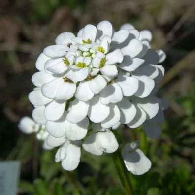 Schleifenblume Winterzauber - Iberis sempervirens