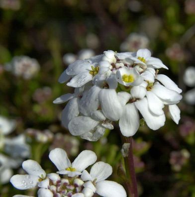 Schleifenblume veg - Iberis saxatile