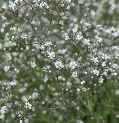 Riesenschleierkraut Schneeflocke - Gypsophila Paniculata