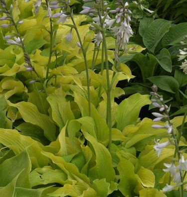 Schmalblattfunkie Lemonade - Hosta sieboldiana