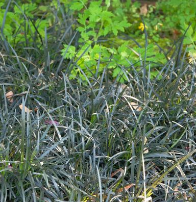 Dunkelblättriger Schlangenbart - Ophiopogon planiscapus