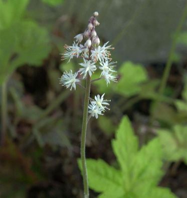 Garten-Schaumblüte Sugar and Spice - Tiarella culturum