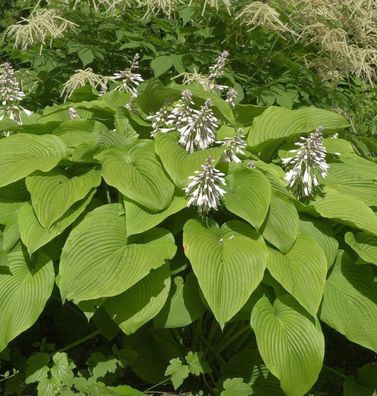 Berg Funkie Green Acres - Hosta montana