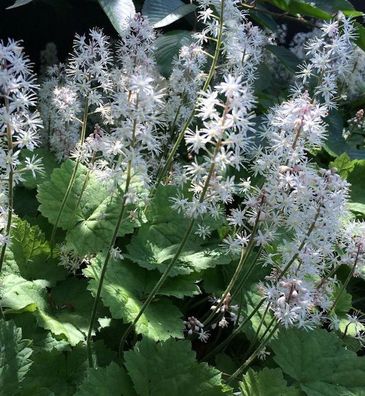 Herzblättrige Schaumblüte Moorgrün - Tiarella cordifolia