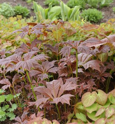 Gestieltblättriges Schaublatt Braunlaub - Rodgersia podophylla