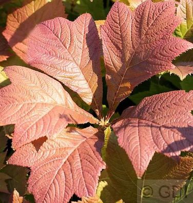 Fiederblättriges Schaublatt Chocolate Wings - Rodgersia pinnata