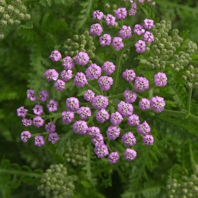 Schafgarbe Pretty Belinda - Achillea millefolium