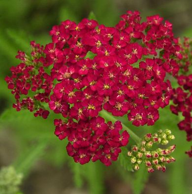 Schafgarbe Fanal - Achillea millefolium