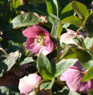 Christrose Lenzrose Montsegur - Helleborus orientalis