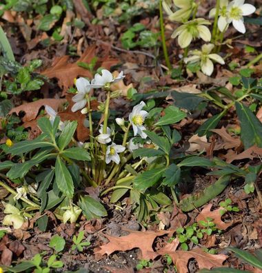 Christrose Josef Lemper - Helleborus niger