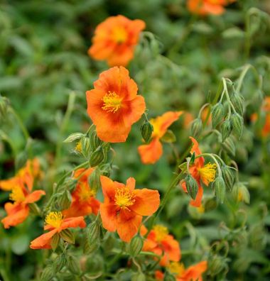 Sonnenröschen Braungold - Helianthemum cultorum