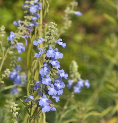 Spätherbst-Salbei - Salvia azurea