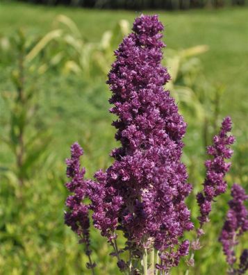 Salbei Plumosa - Salvia nemorosa