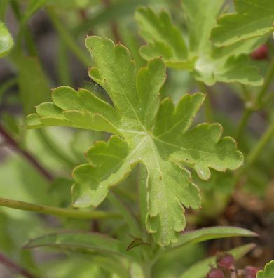 Storchenschnabel Silvias Surprise - Geranium wallichianum