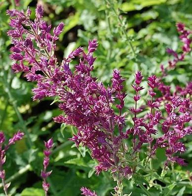 Ziersalbei Schwellenburg - Salvia nemorosa