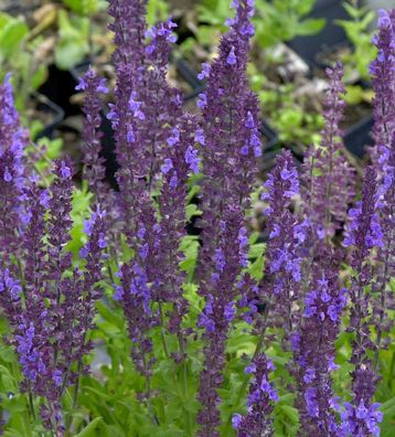 Ziersalbei Blaukönigin - Salvia nemorosa