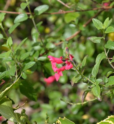 Myrten Salbei - Salvia microphylla