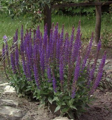 Salbei Ostfriesland - großer Topf - Salvia nemorosa