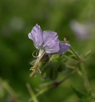 Storchschnabel Salome - Geranium