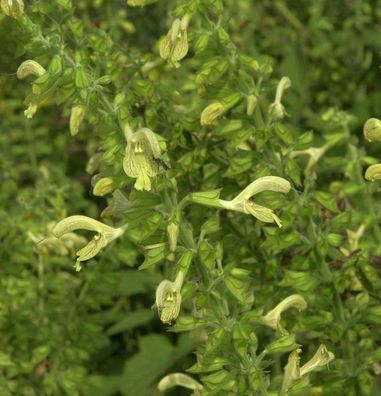 Klebriger Salbei - Salvia glutinosa