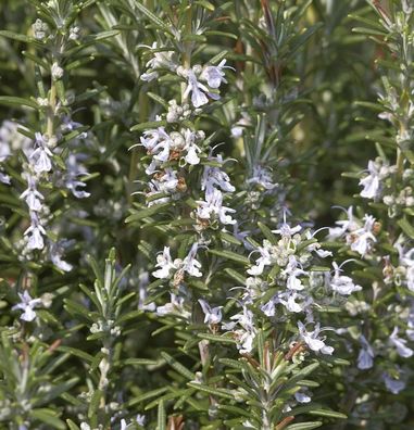 Rosmarin Veitshöchheim - Rosmarinus officinalis