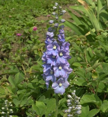 Hoher Rittersporn Merlin - Delphinium elatum