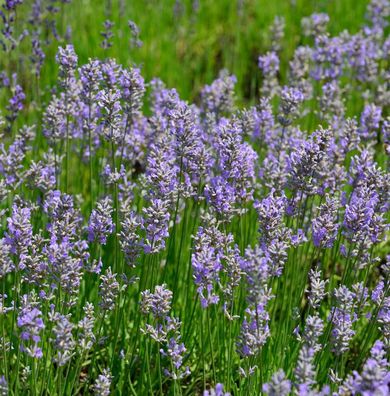 Lavendel Phenomenal - großer Topf - Lavandula intermedia