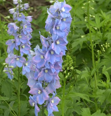 Hoher Rittersporn Augenweide - Delphinium elatum