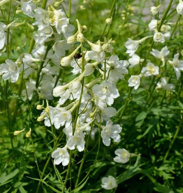 Rittersporn Casa Blanca - Delphinium belladonna