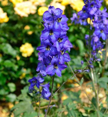 Hoher Rittersporn Waldenburg - Delphinium elatum