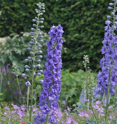 Hoher Rittersporn Lanzenträger - Delphinium elatum