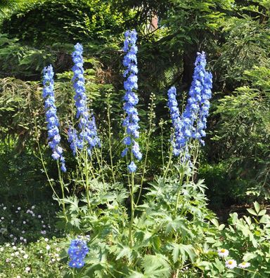 Hoher Rittersporn Jubelruf - Delphinium elatum
