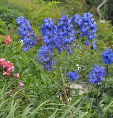 Hoher Rittersporn Finsteraarhorn - Delphinium elatum