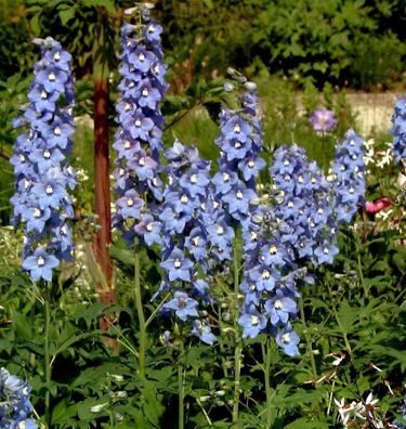 Hoher Rittersporn Berghimmel - Delphinium elatum