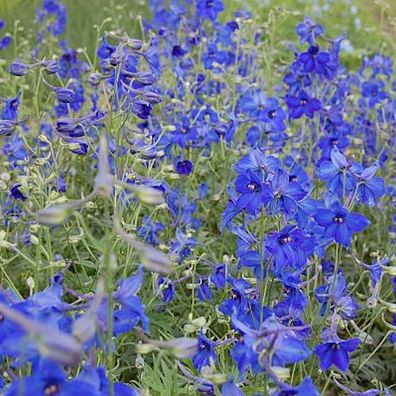 Rittersporn Völkerfrieden - Delphinium belladonna