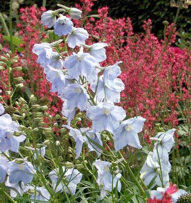 Rittersporn Ballkleid - Delphinium belladonna