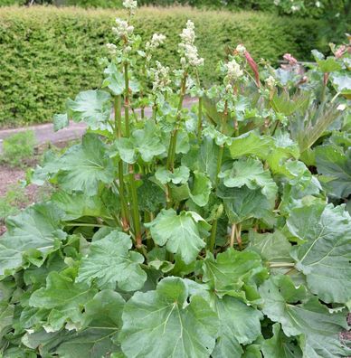 Chinesischer Zier Rhabarber - Rheum palmatum